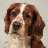 Oliver - Head Shot.jpg - 24341 Bytes